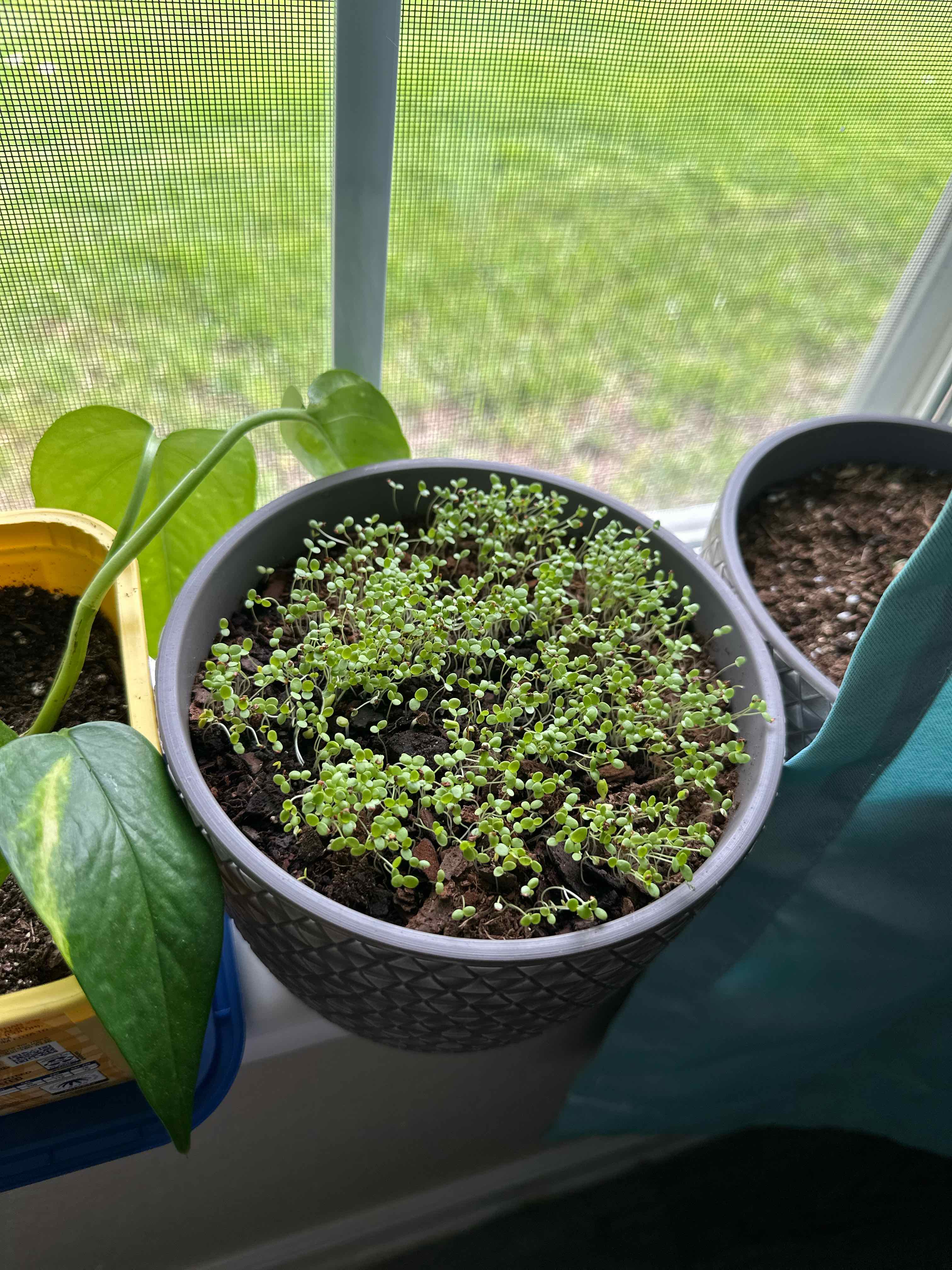 Photo of the plant species Asian Forget-Me-Not by @LaineysMommy named Sun Tzu on Greg, the plant care app