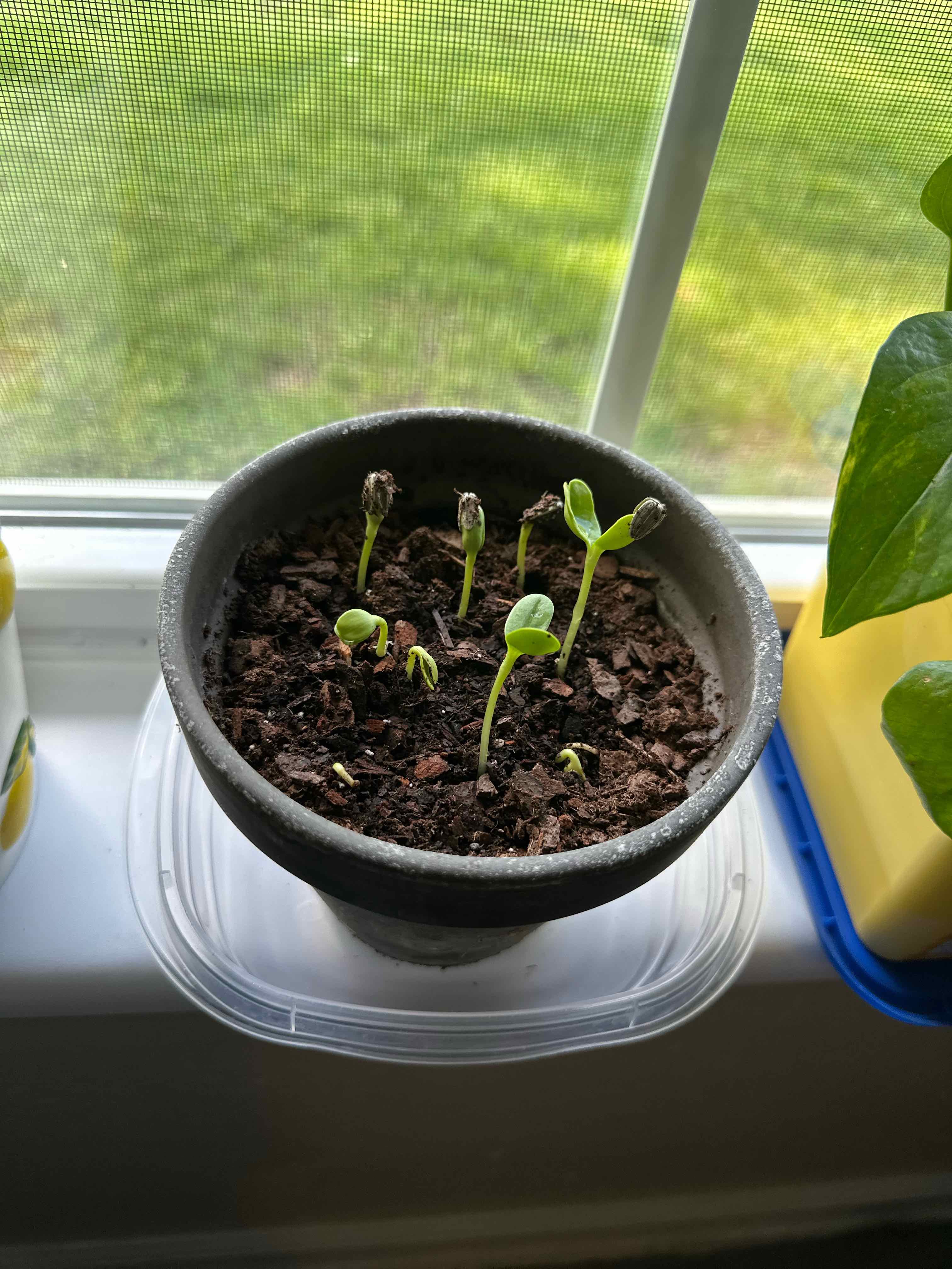 Photo of the plant species Sunspot Dwarf Sunflower by @LaineysMommy named Clooney on Greg, the plant care app