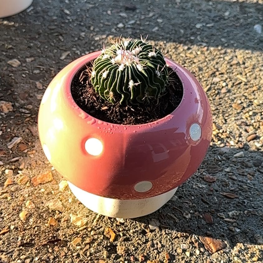 Photo of the plant species Brain Cactus by @LaineysMommy named Fluffy on Greg, the plant care app