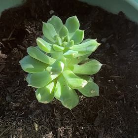 Photo of the plant species Echeveria 'Sleepy™' by @DoughtyMakole named Sir Plancelot on Greg, the plant care app