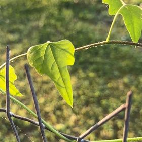 Photo of the plant species Carolina Moonseed by @MarvelNeem15 named Demi on Greg, the plant care app