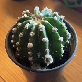 Photo of the plant species Echinobivia 'Rainbow Bursts' by @KeenAlula61 named Sigmund on Greg, the plant care app
