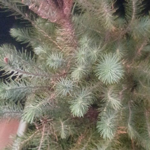Photo of the plant species Blue Spruce by @YesPinoak88 named Curie on Greg, the plant care app
