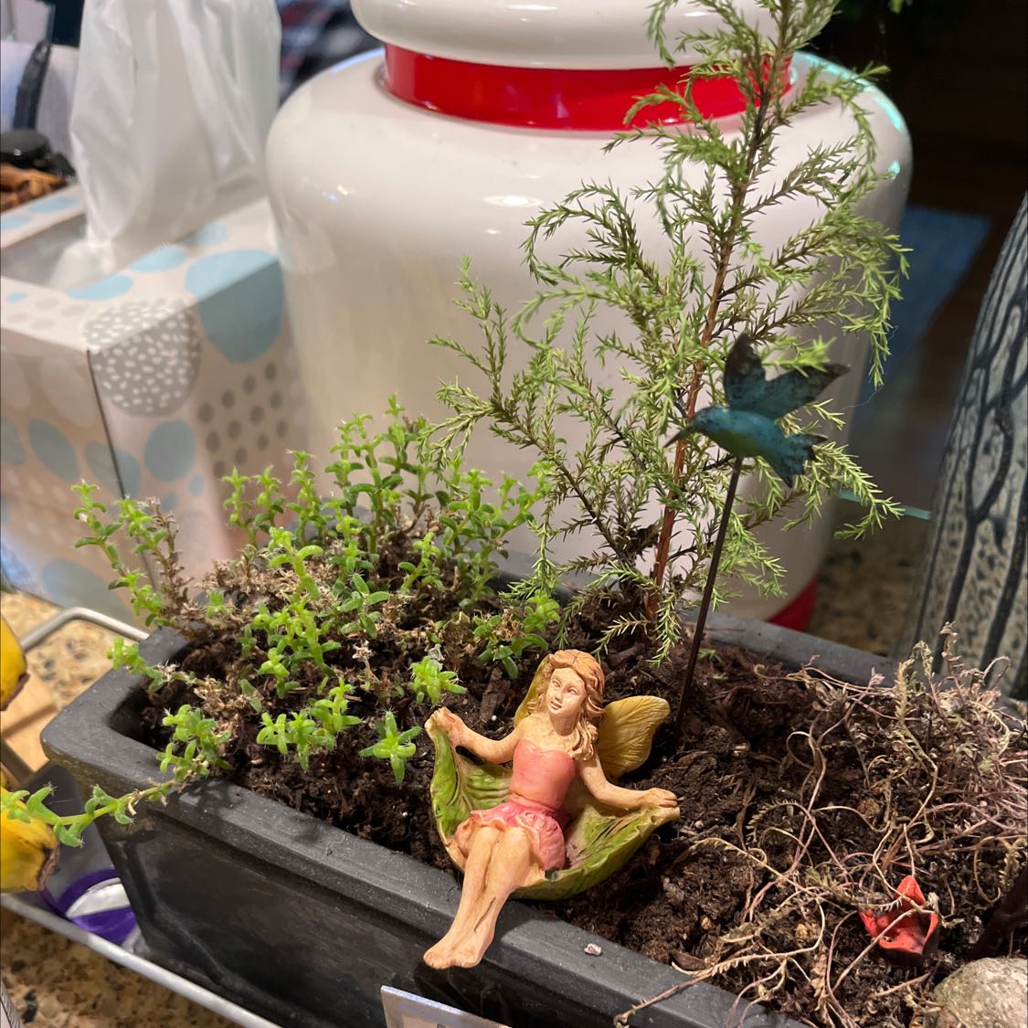 Potted Mediterranean Cypress with other small plants and a decorative figurine.