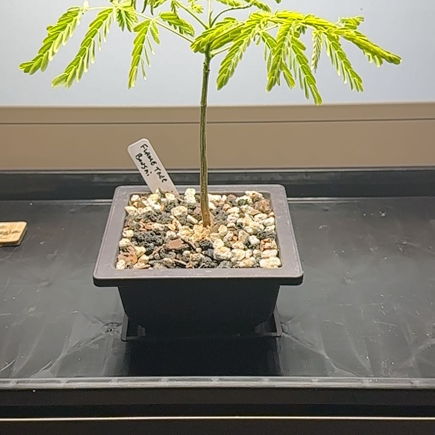 Photo of the plant species Flamboyant Tree by @DandyKaramu23 named Flame Tree on Greg, the plant care app