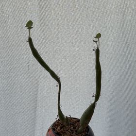 Photo of the plant species Candle Plant by @SeamlessPecan65 named Stella on Greg, the plant care app