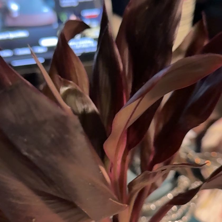 Photo of the plant species Cordyline 'Calypso Queen' by @EnticingPapaya named Girlfrond on Greg, the plant care app