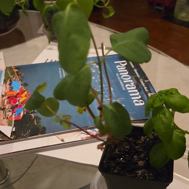 Photo of the plant species Madeira Vine by @FamousLemon47 named Ronaldo on Greg, the plant care app