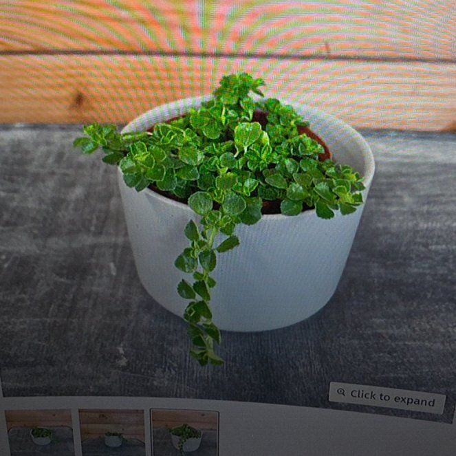 Photo of the plant species Green baby tears by @KeenDamsii48 named Elle on Greg, the plant care app