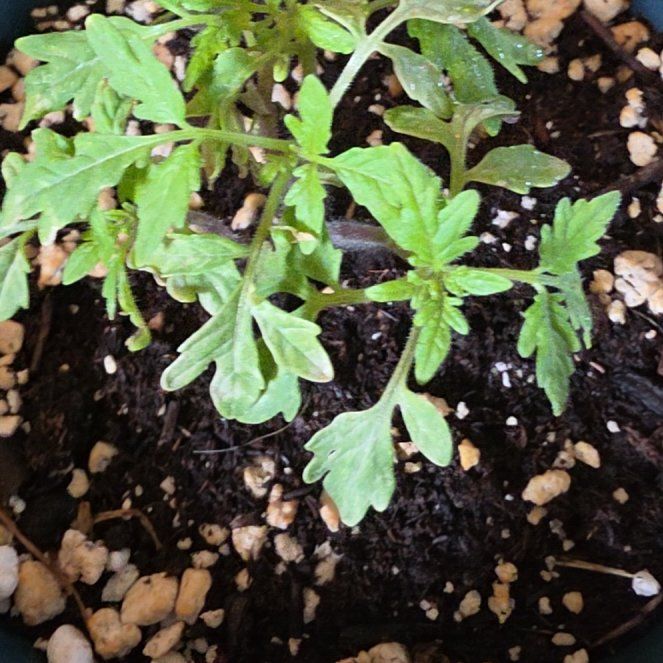 Photo of the plant species Cherokee Purple Tomato by @BalancedCorn69 named Luna on Greg, the plant care app
