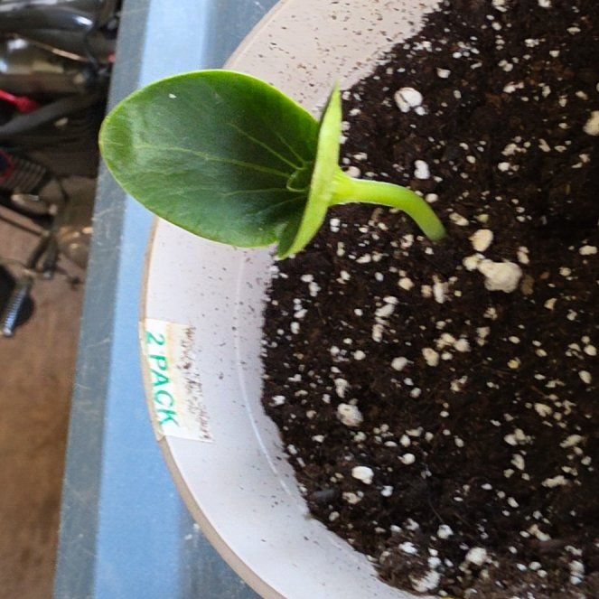 Photo of the plant species Mammoth Pumpkin by @BalancedCorn69 named Dave on Greg, the plant care app