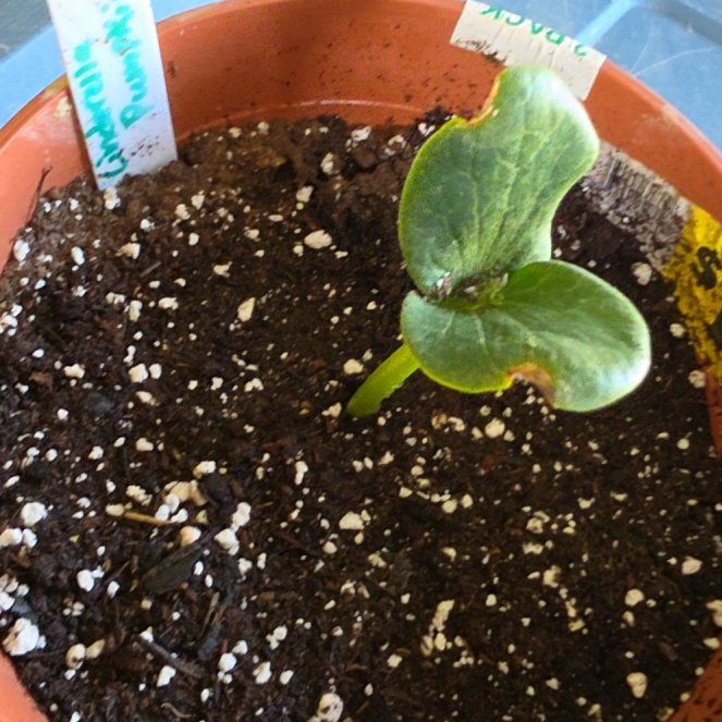 Photo of the plant species Pumpkin Rougue Vif D'Etampes by @BalancedCorn69 named Camilla on Greg, the plant care app