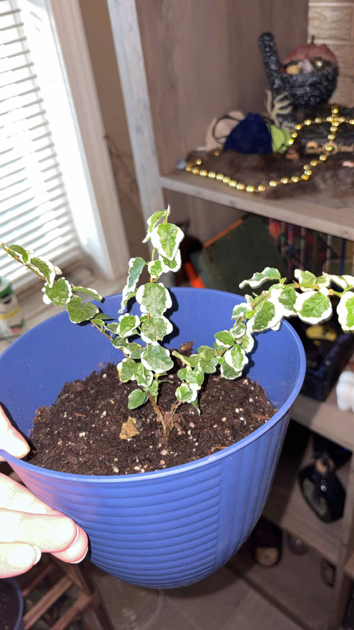 Photo of the plant species fig ivy by @alisaurrrr named Figoyance on Greg, the plant care app