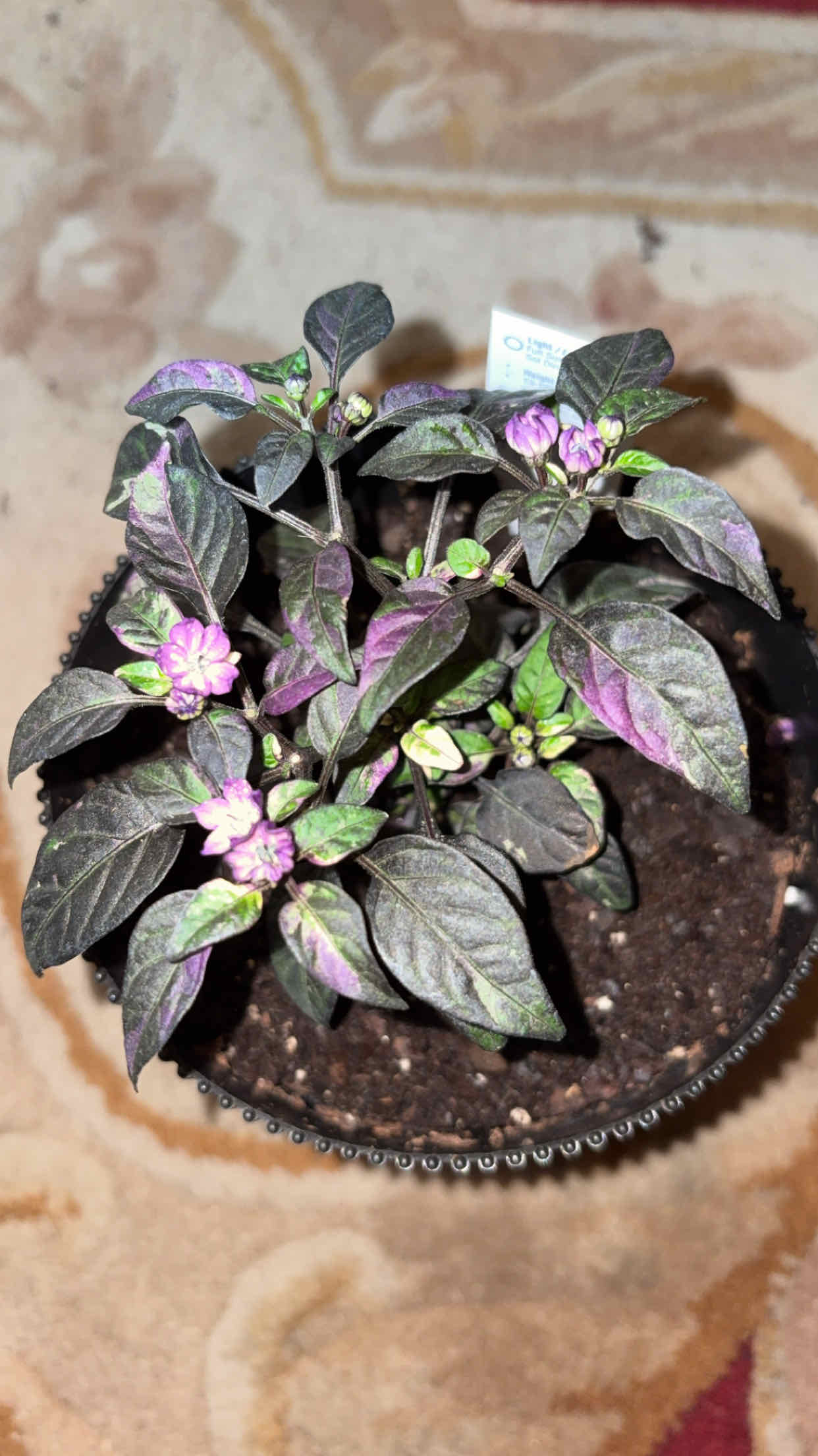 Photo of the plant species Ornamental Pepper by @alisaurrrr named Purpura on Greg, the plant care app