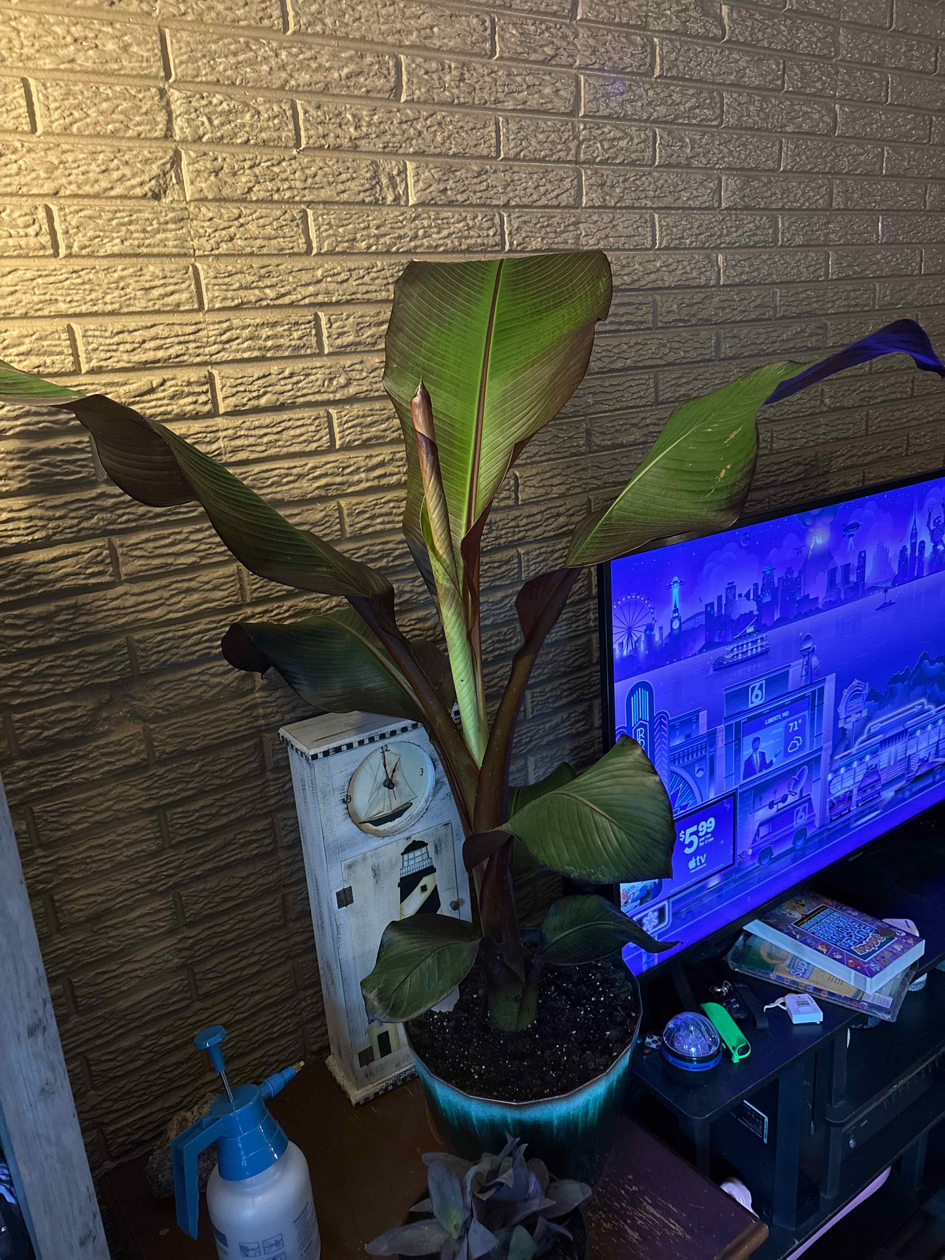 Photo of the plant species Red Banana by @alisaurrrr named Maurice on Greg, the plant care app