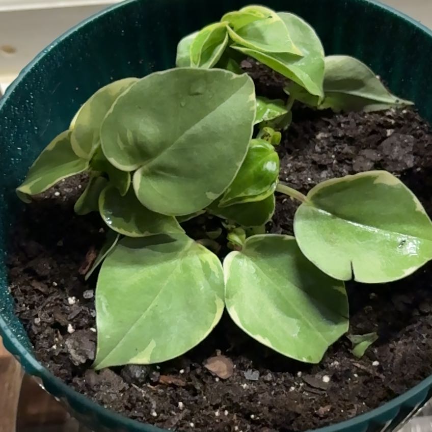 Photo of the plant species Peperomia by @alisaurrrr named Virginia P. on Greg, the plant care app