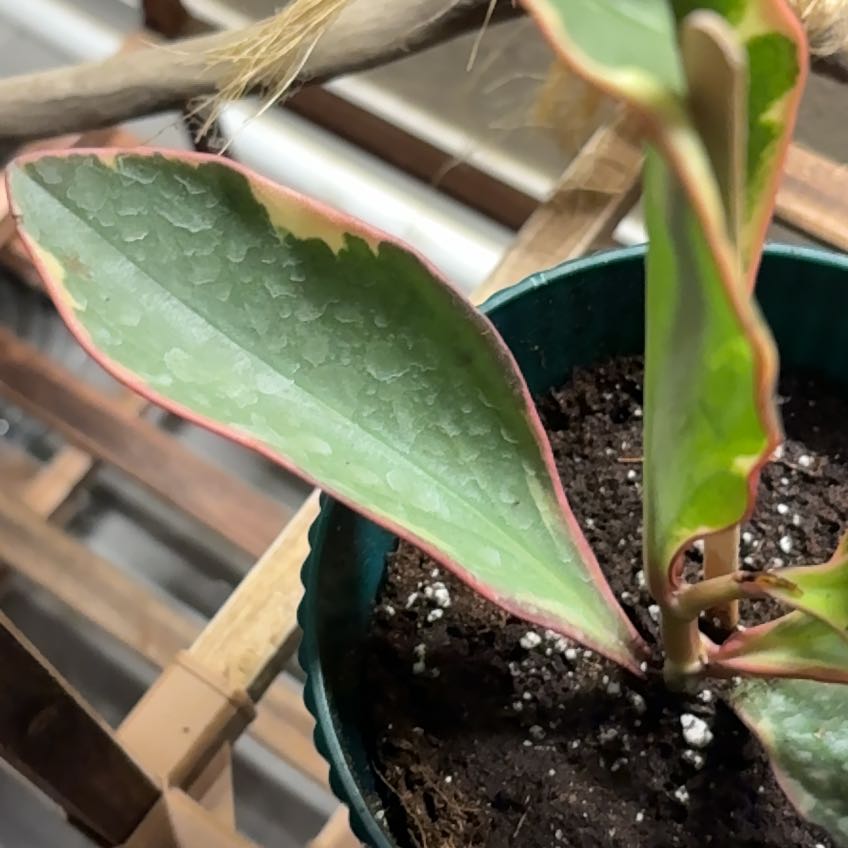 Photo of the plant species Peperomia Red Edge by @alisaurrrr named Piper “Dolores” O’Mia on Greg, the plant care app