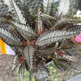 Photo of the plant species Dark Mystery Pilea by @alisaurrrr named Batman on Greg, the plant care app