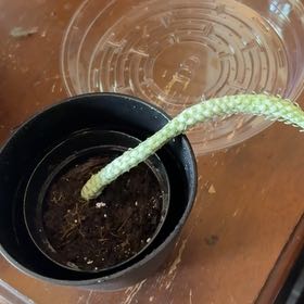 Photo of the plant species Indian Corn Cob by @alisaurrrr named Cobby on Greg, the plant care app