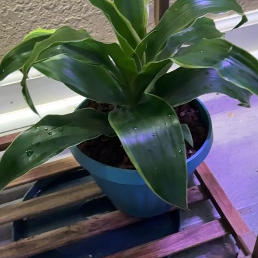 Photo of the plant species Dracaena Dorado by @alisaurrrr named Driscilla on Greg, the plant care app