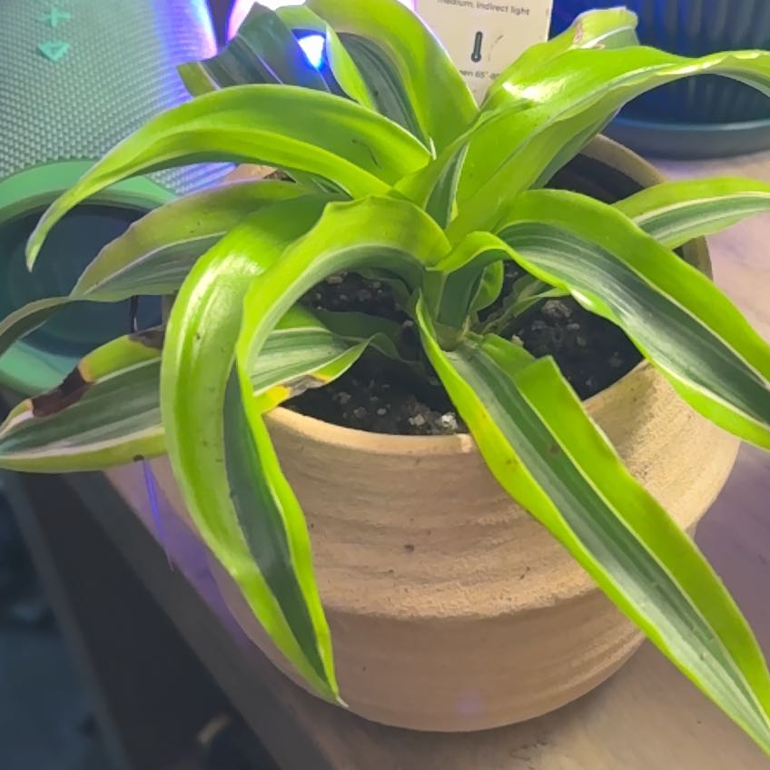 Photo of the plant species Lemon Surprise Dracaena by @alisaurrrr named Lemony Snicket on Greg, the plant care app