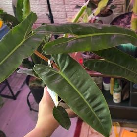 Photo of the plant species Philodendron billietiae by @alisaurrrr named Billi on Greg, the plant care app