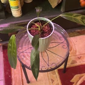 Photo of the plant species Philodendron patriciae by @alisaurrrr named Patricia on Greg, the plant care app