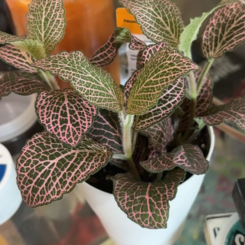 Photo of the plant species Juanita Nerve Plant by @alisaurrrr named Juanita on Greg, the plant care app