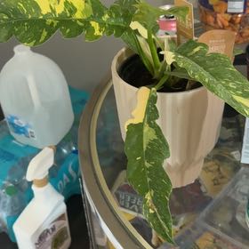 Photo of the plant species Philodendron Ring Of Fire by @alisaurrrr named Cashdog on Greg, the plant care app