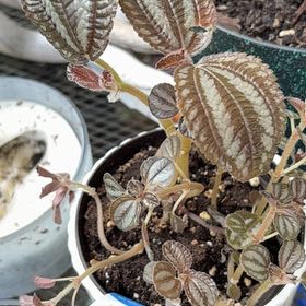 Photo of the plant species Pilea by @alisaurrrr named Leah on Greg, the plant care app