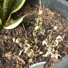 Photo of the plant species Miniature Kordana Rose by @alisaurrrr named Kordana on Greg, the plant care app