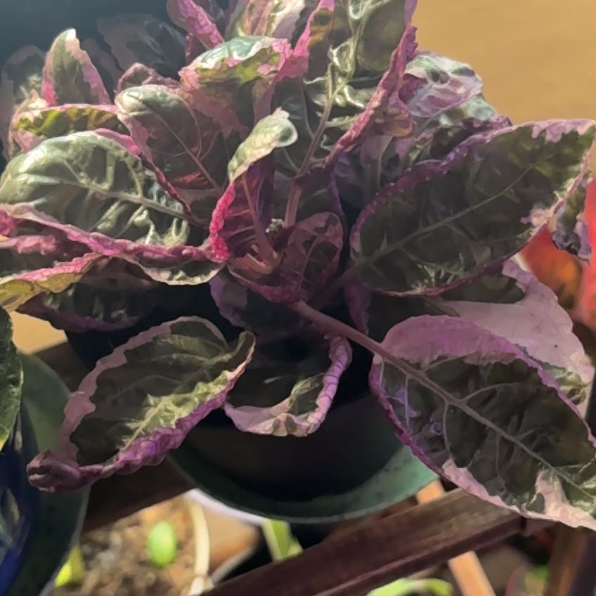 Photo of the plant species Snow White Waffle Plant by @alisaurrrr named Delilah on Greg, the plant care app