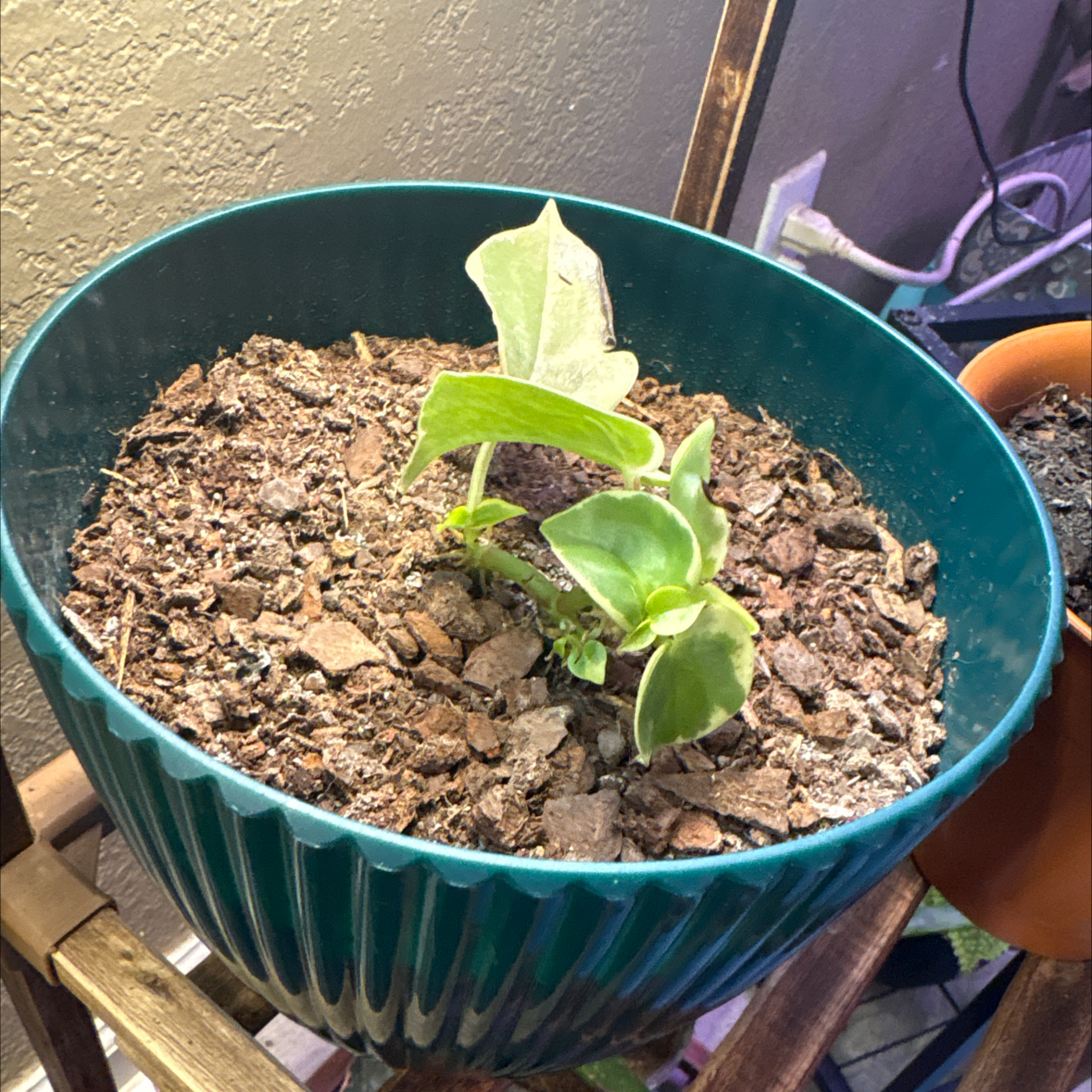Photo of the plant species Peperomia by @alisaurrrr named Vern on Greg, the plant care app