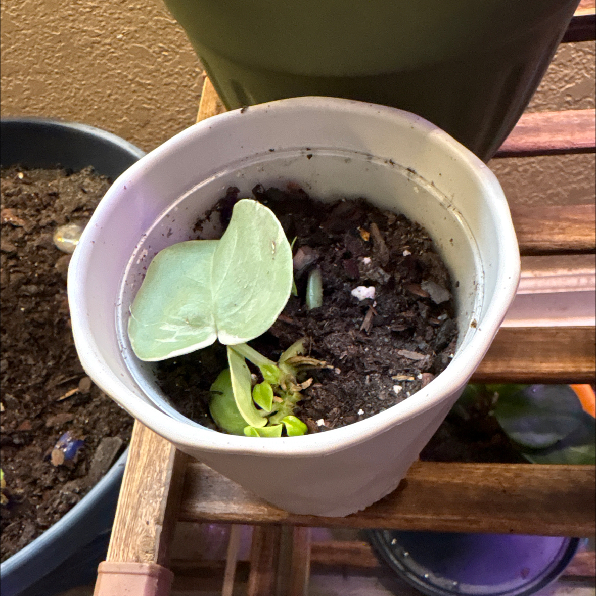 Photo of the plant species Peperomia by @alisaurrrr named Vern on Greg, the plant care app