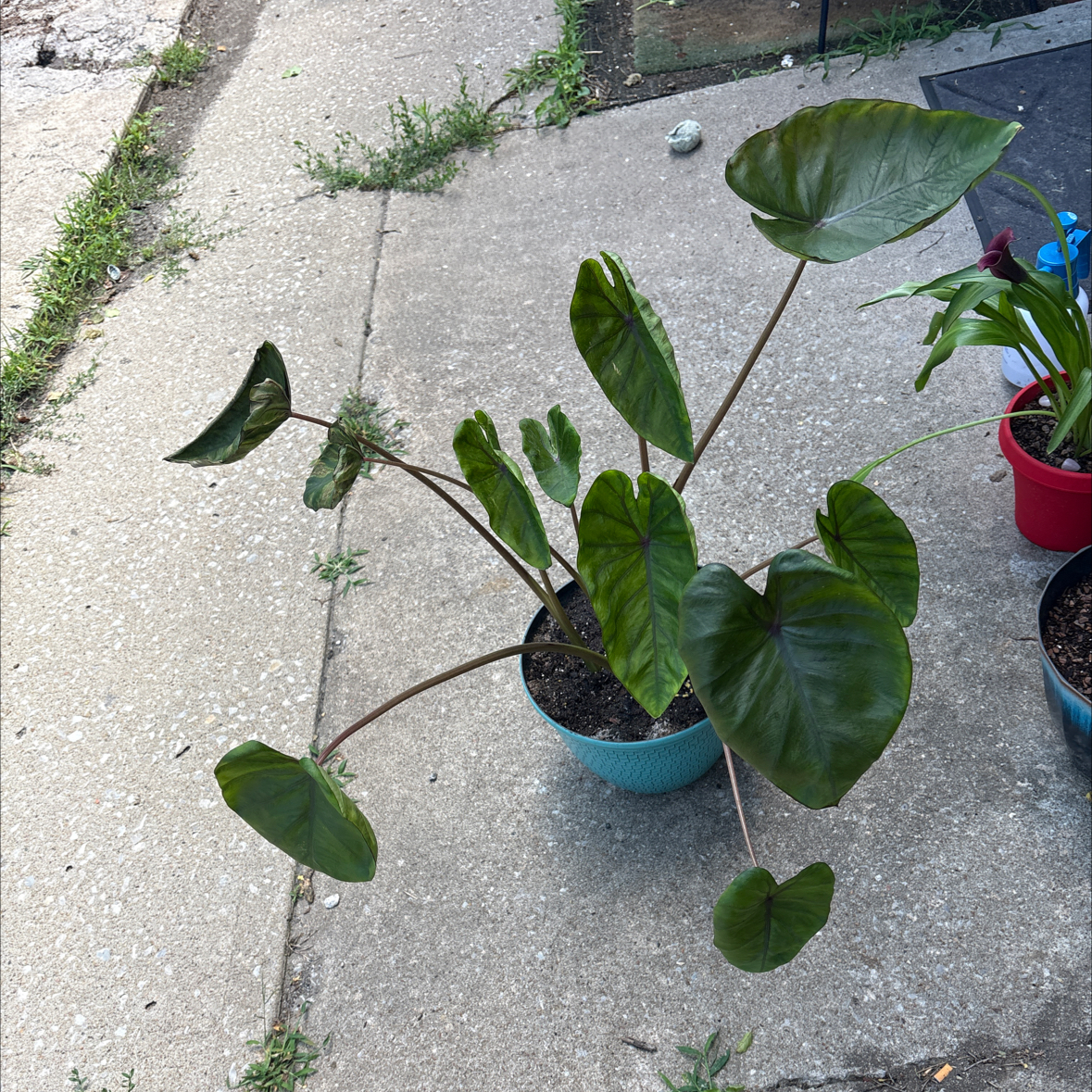 Photo of the plant species Black Magic Elephant Ear by @alisaurrrr named Medusa on Greg, the plant care app