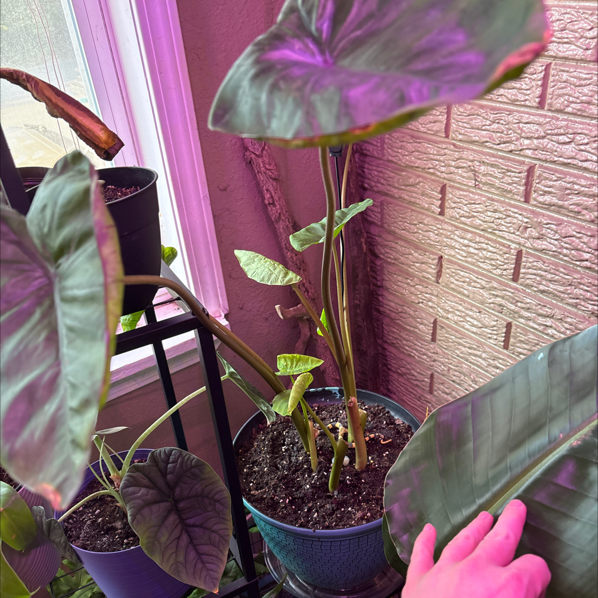 Photo of the plant species Black Magic Elephant Ear by @alisaurrrr named Medusa on Greg, the plant care app