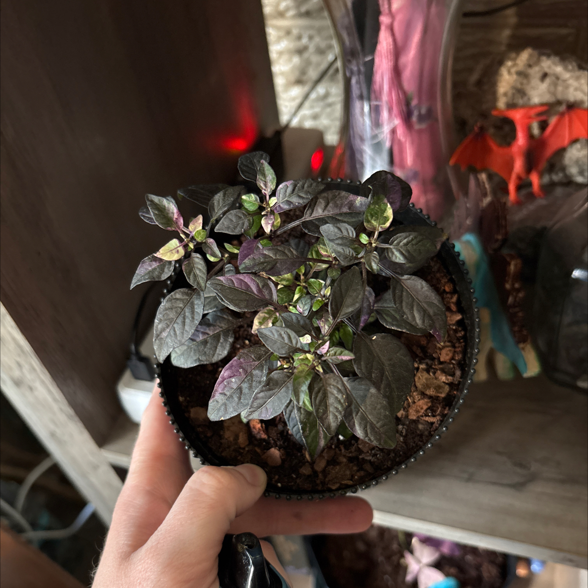 Photo of the plant species Piper Ornatum by @alisaurrrr named Purpura on Greg, the plant care app