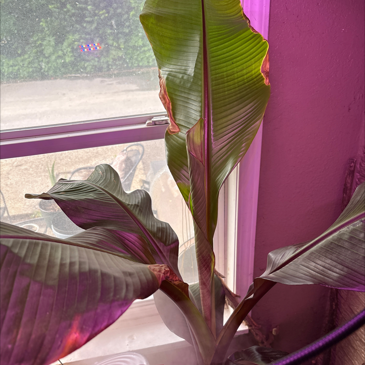 Photo of the plant species Red Banana by @alisaurrrr named Maurice on Greg, the plant care app