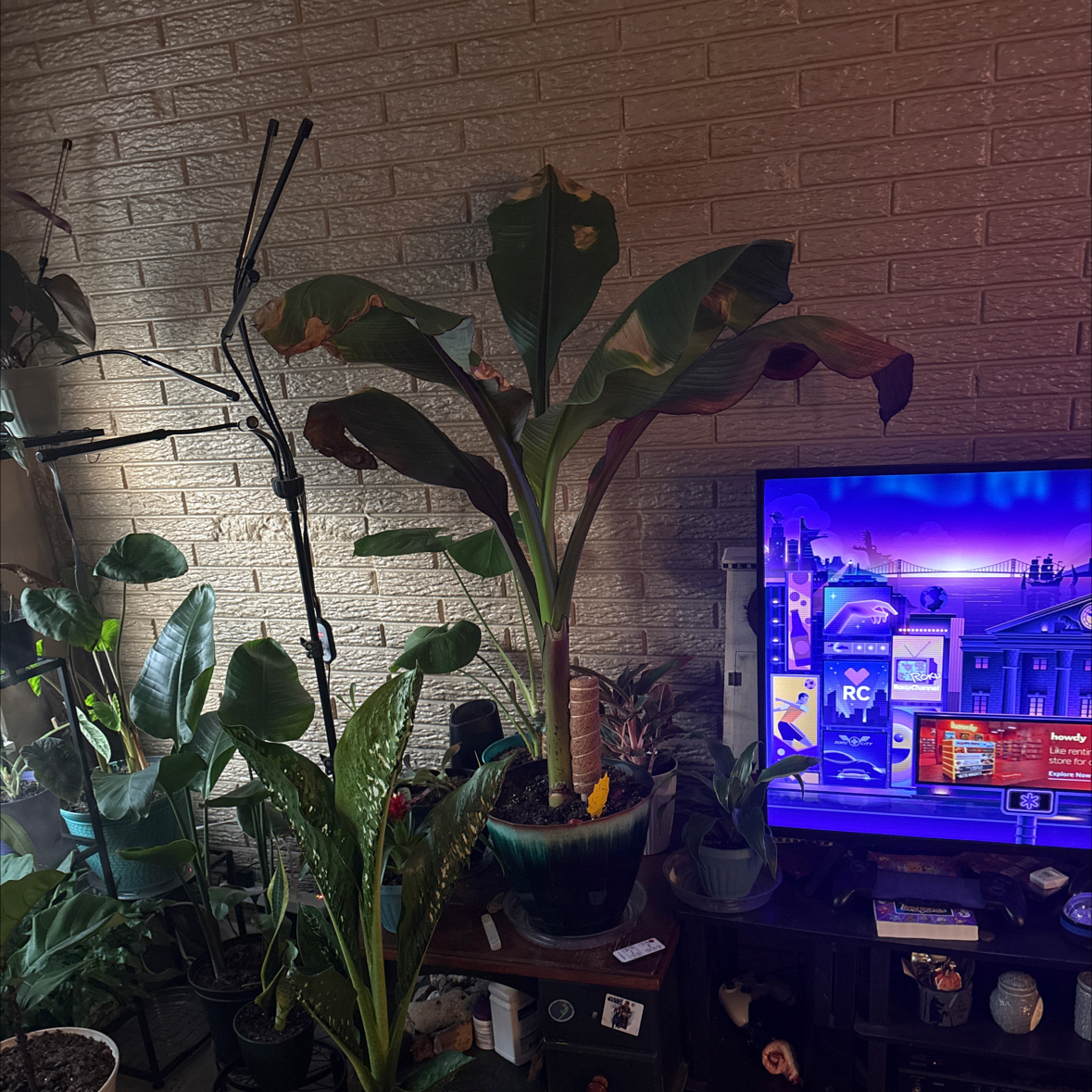 Photo of the plant species Red Banana by @alisaurrrr named Maurice on Greg, the plant care app