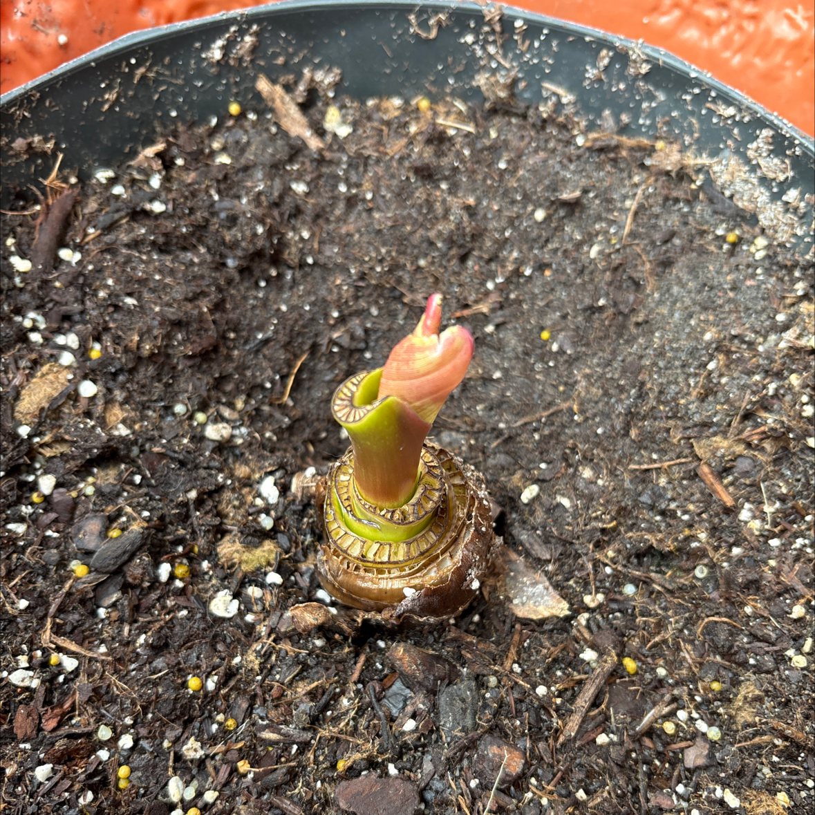 Photo of the plant species Red Banana by @alisaurrrr named Maurice on Greg, the plant care app