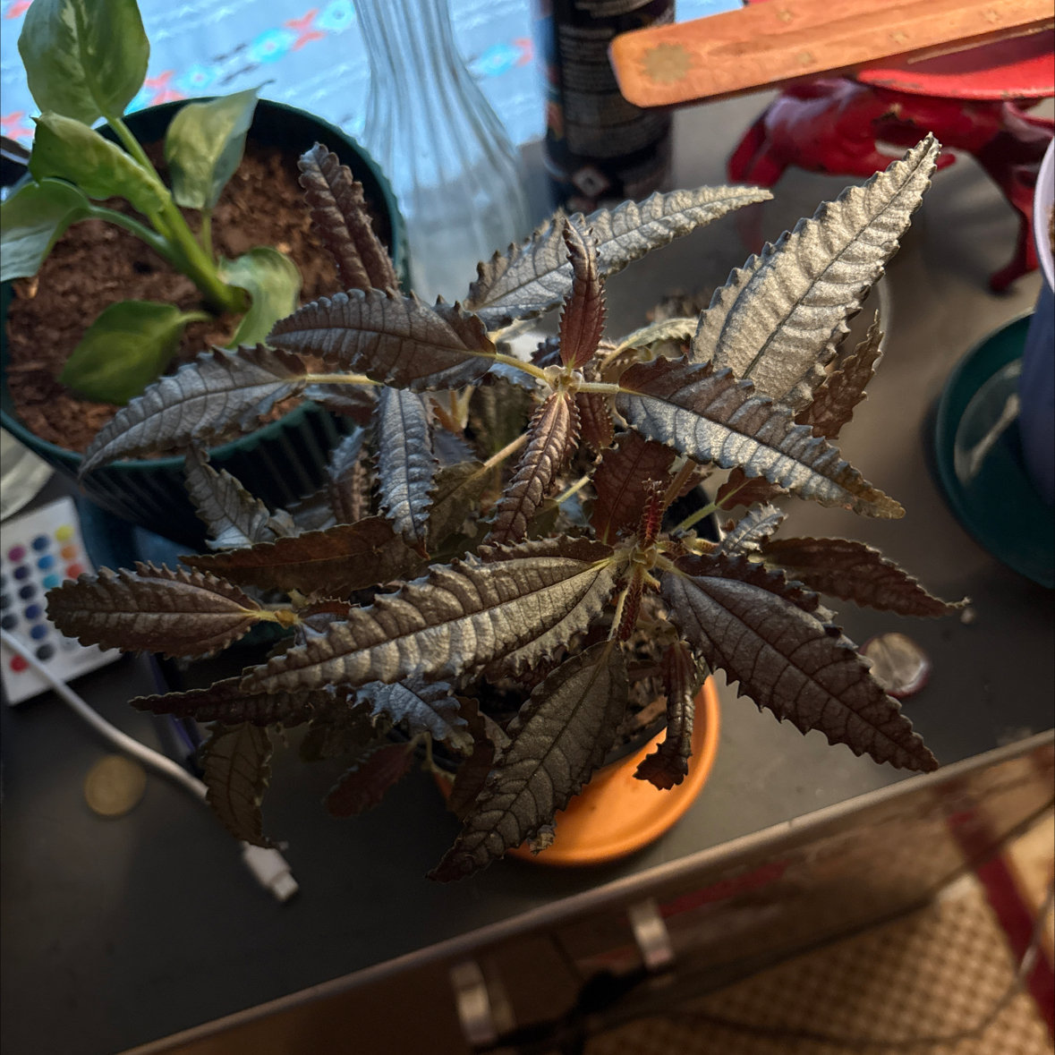 Photo of the plant species Dark Mystery Pilea by @alisaurrrr named Jiminy on Greg, the plant care app