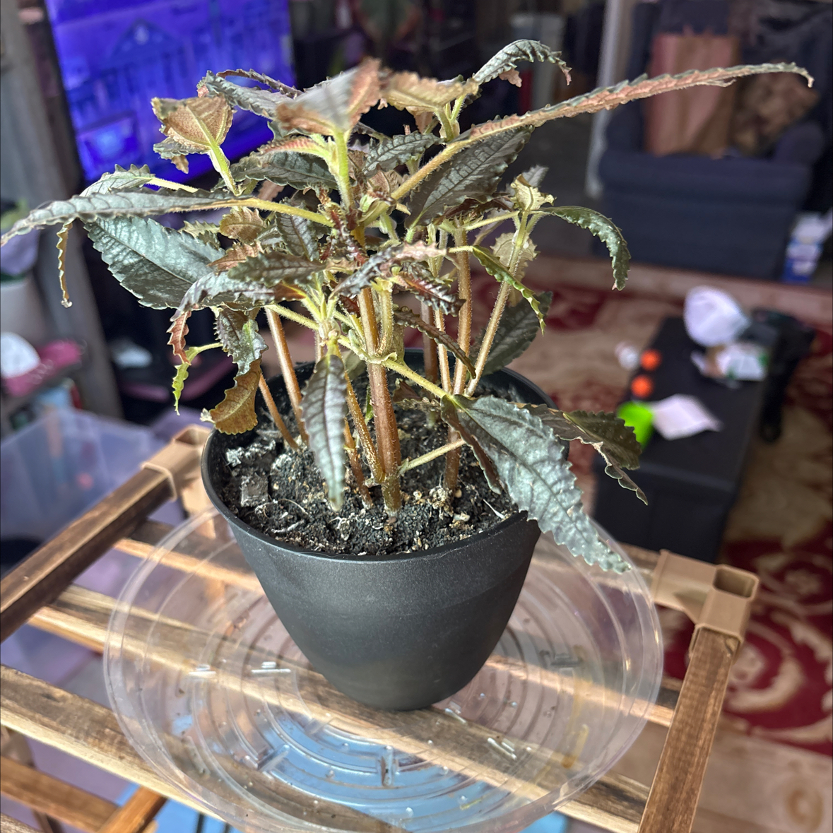 Photo of the plant species Dark Mystery Pilea by @alisaurrrr named Jiminy on Greg, the plant care app