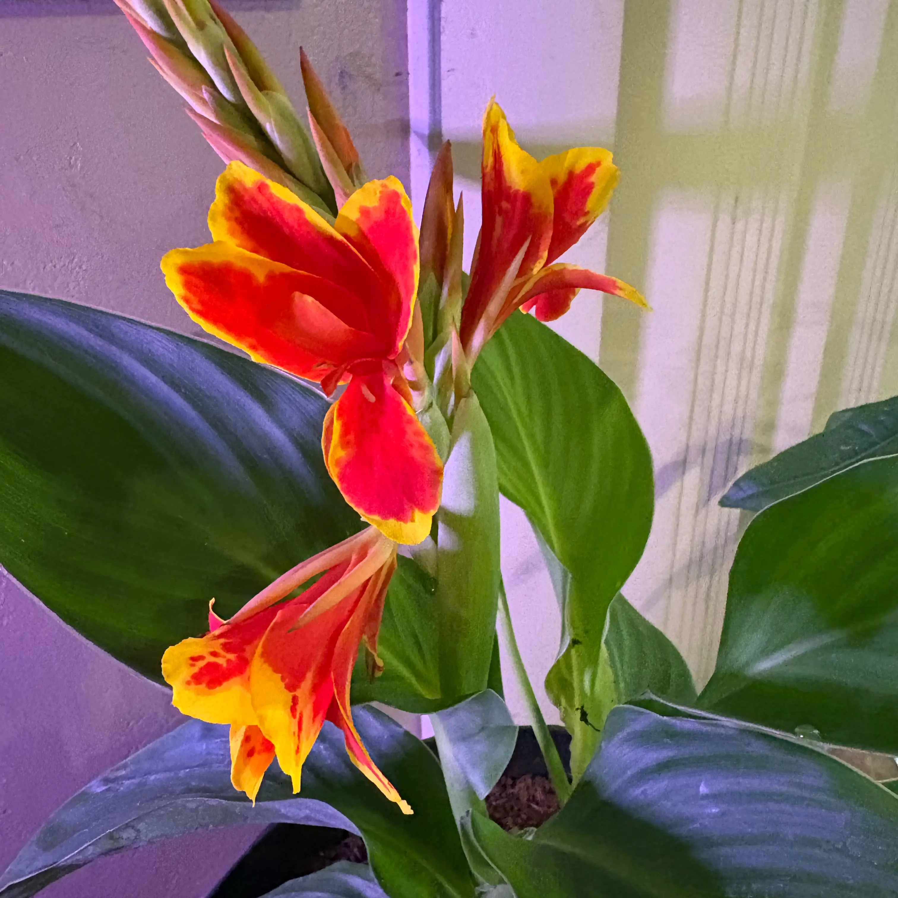 Photo of the plant species Red Golden Flame Cannova Canna Lily by @alisaurrrr named Tiger Lily on Greg, the plant care app