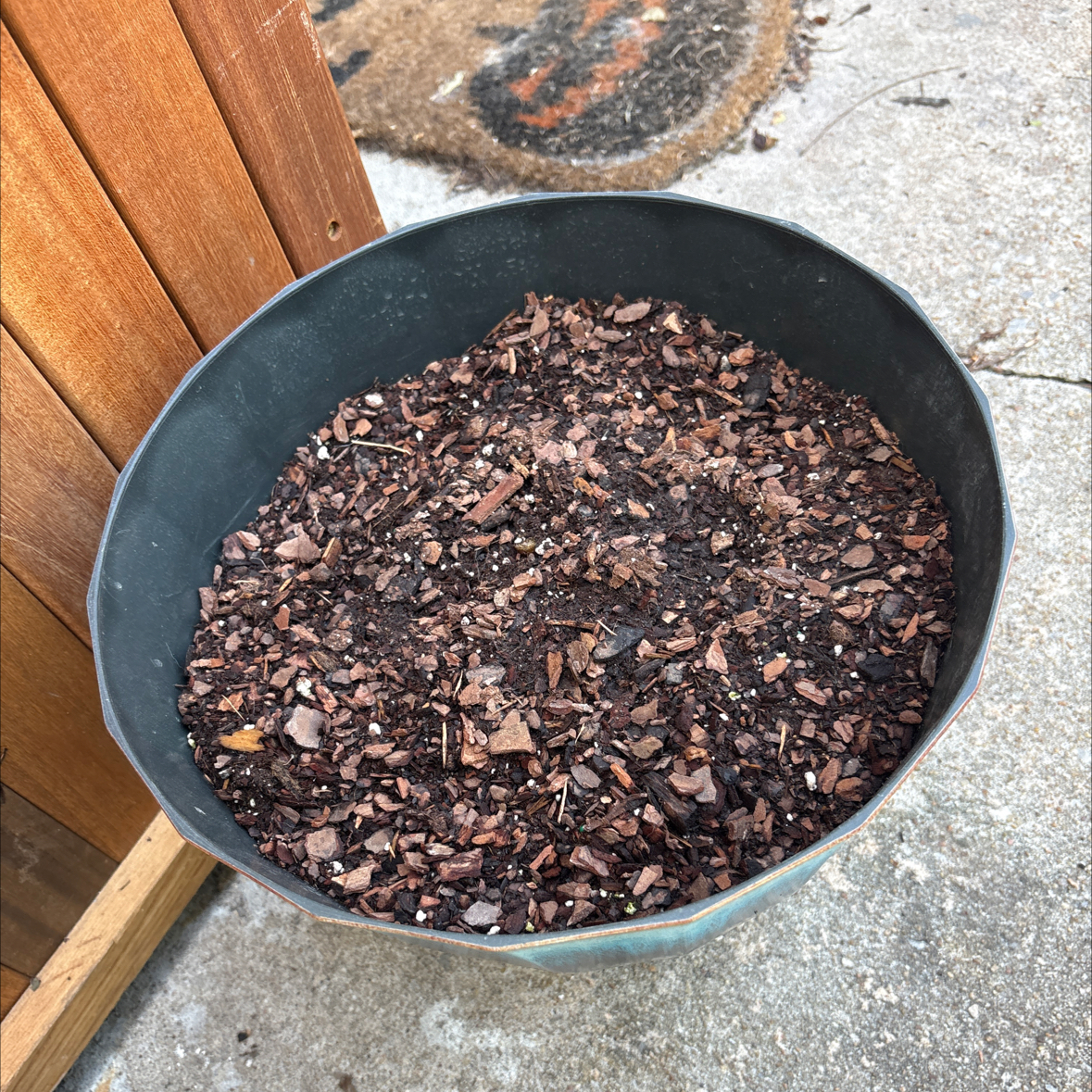 Photo of the plant species Red Golden Flame Cannova Canna Lily by @alisaurrrr named Tiger Lily on Greg, the plant care app