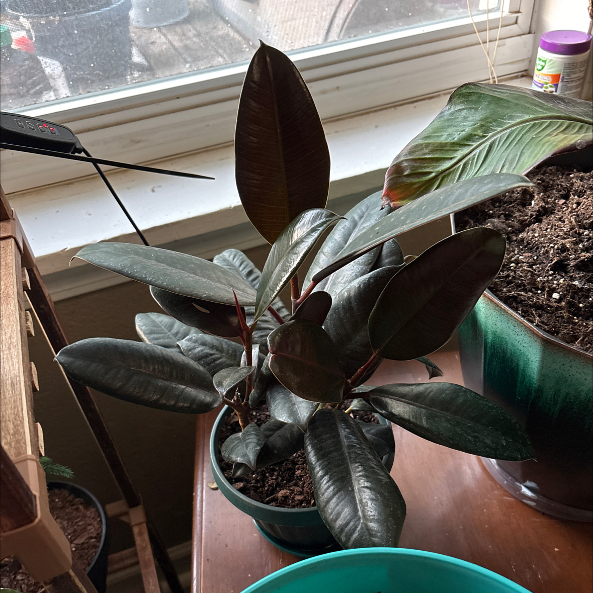 Photo of the plant species Ficus burgundy by @alisaurrrr named Ron on Greg, the plant care app