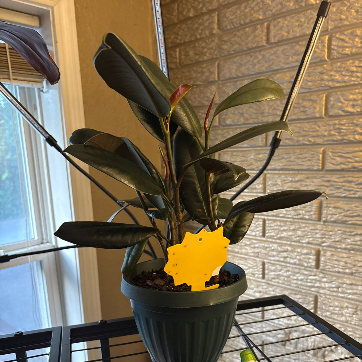 Photo of the plant species Ficus burgundy by @alisaurrrr named Ron on Greg, the plant care app