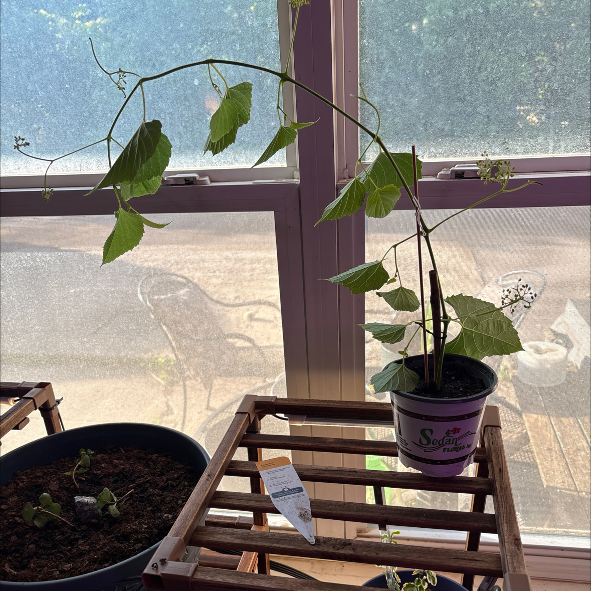 Photo of the plant species Graybark Grape by @alisaurrrr named Vincinté on Greg, the plant care app