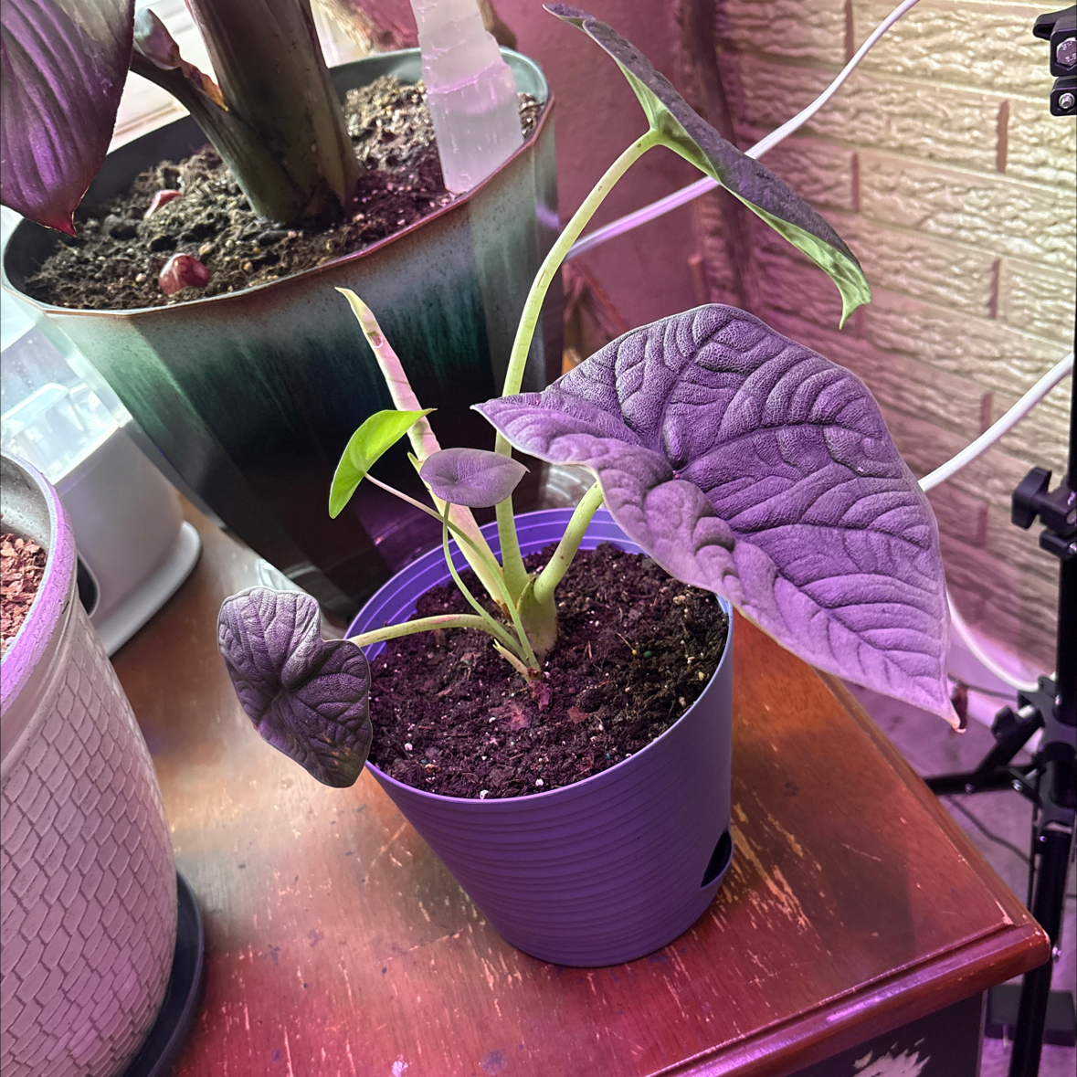 Photo of the plant species Alocasia 'Rugosa' by @alisaurrrr named Furiosa on Greg, the plant care app