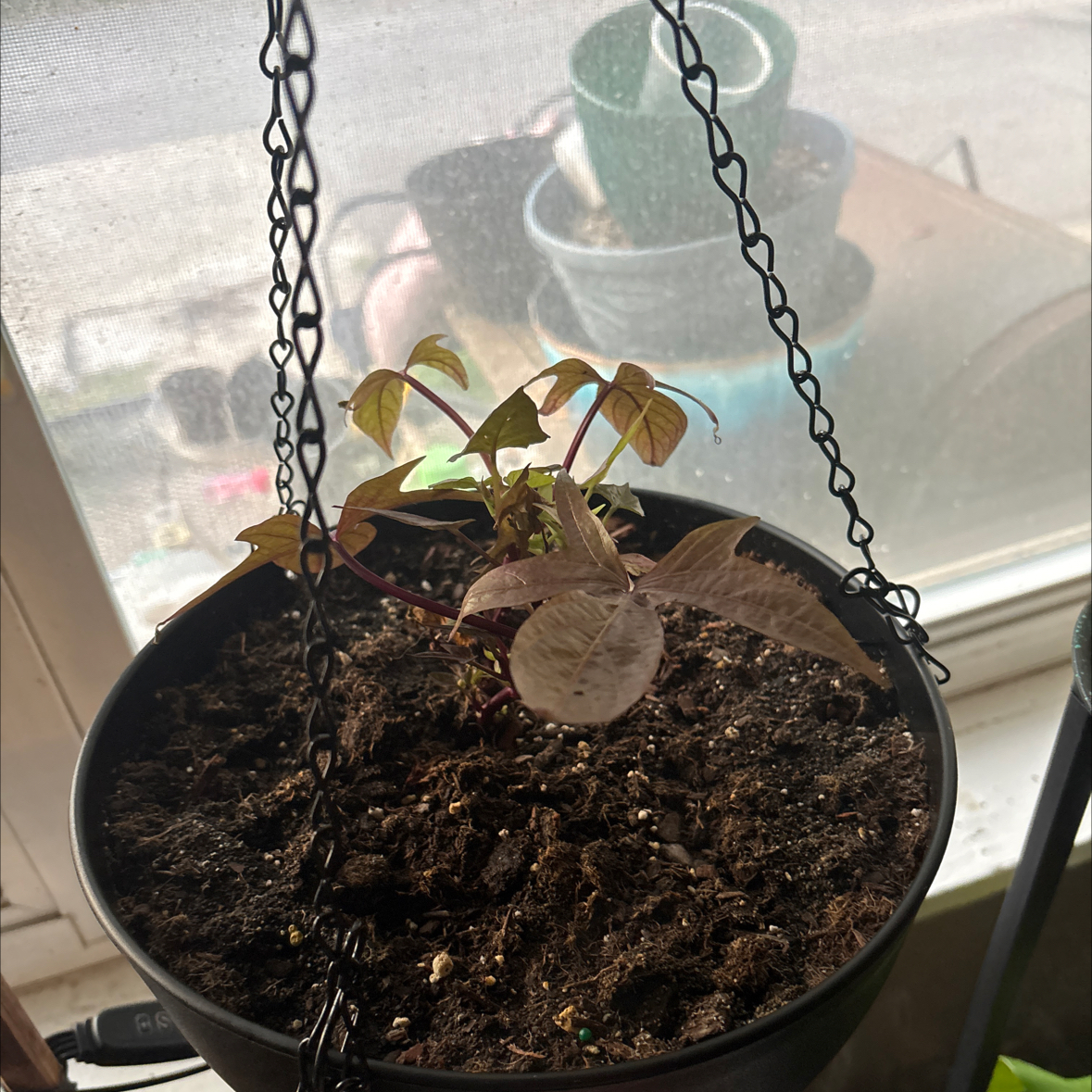Photo of the plant species Ipomoea 'Proven Accents® Sweet Caroline Raven' by @alisaurrrr named Caroline on Greg, the plant care app