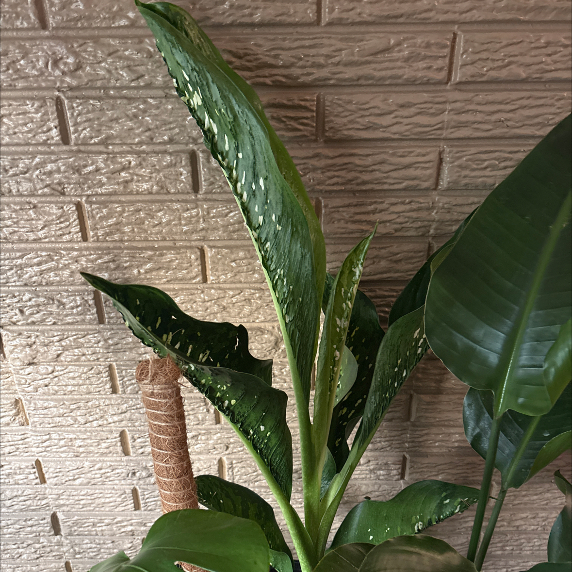 Photo of the plant species Dieffenbachia 'Crocodile' by @alisaurrrr named Dale on Greg, the plant care app